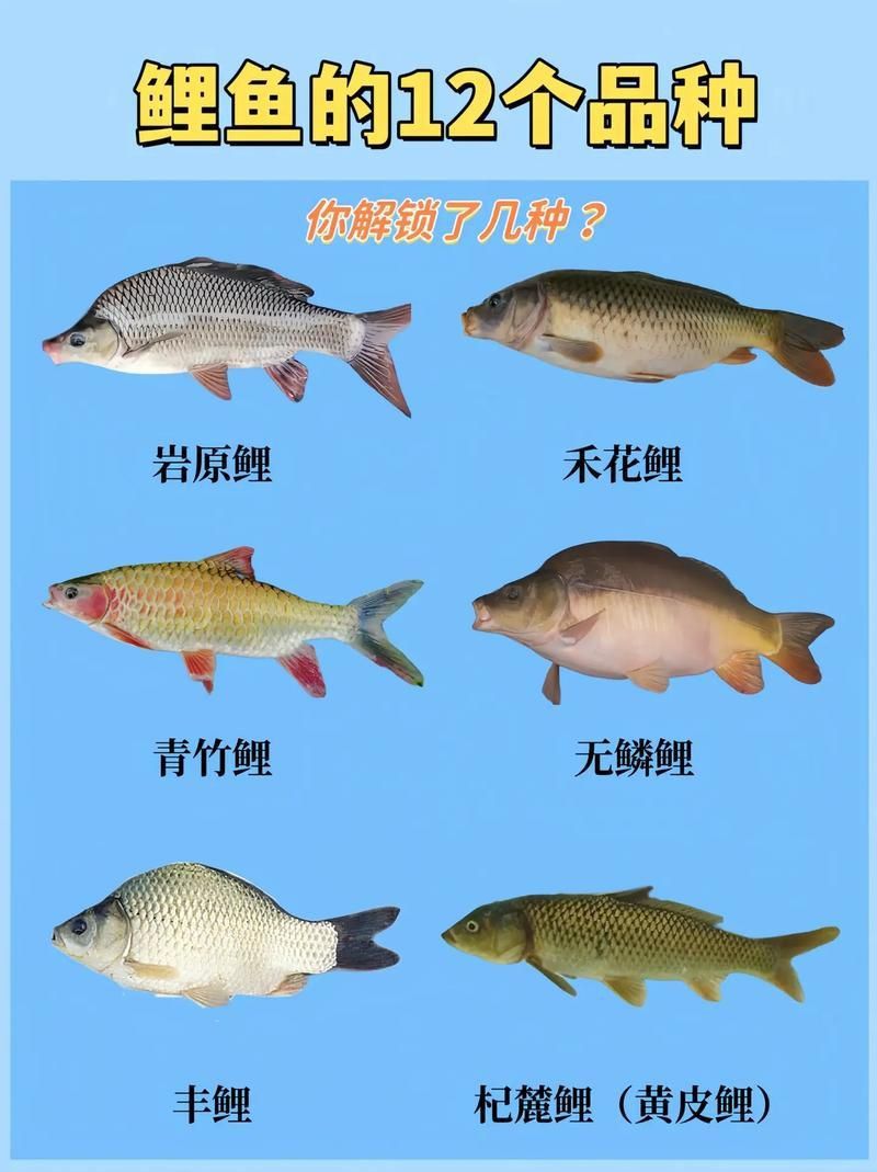 鯉魚品種大全及圖片