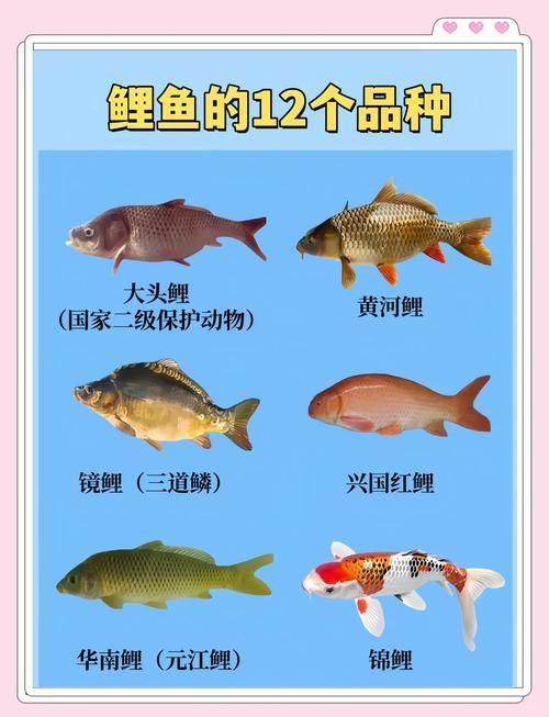 鯉魚品種大全及圖片