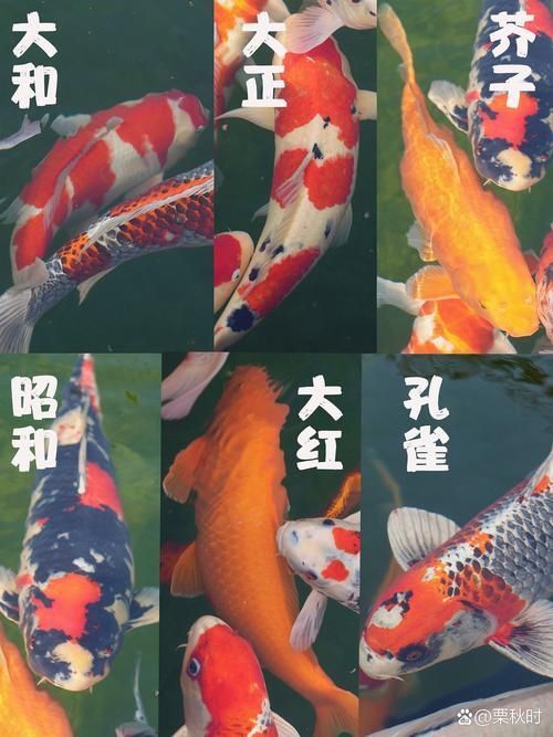 鯉魚品種大全及圖片