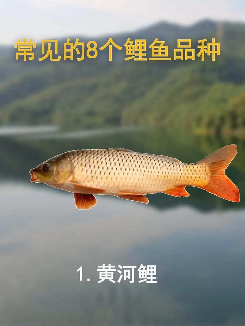 鯉魚品種大全及圖片