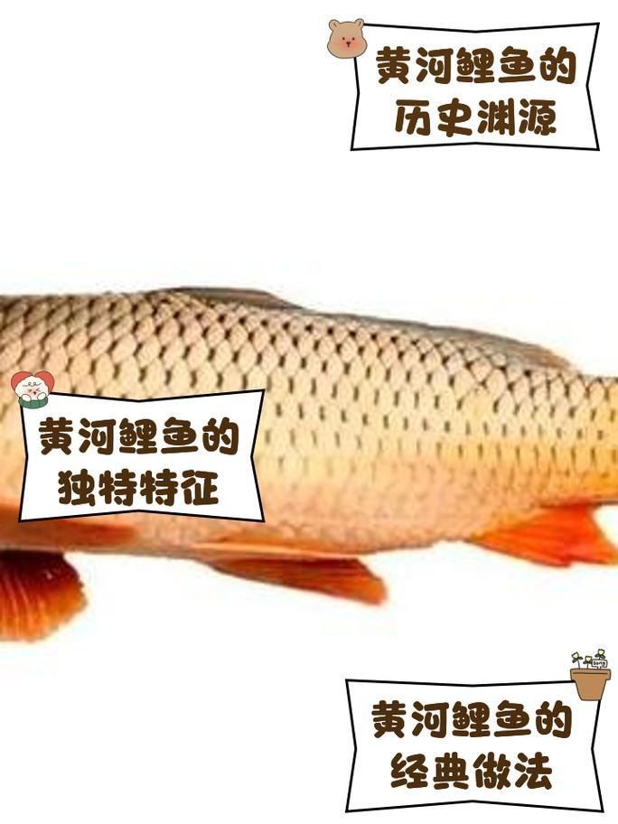 鯉魚品種大全及圖片
