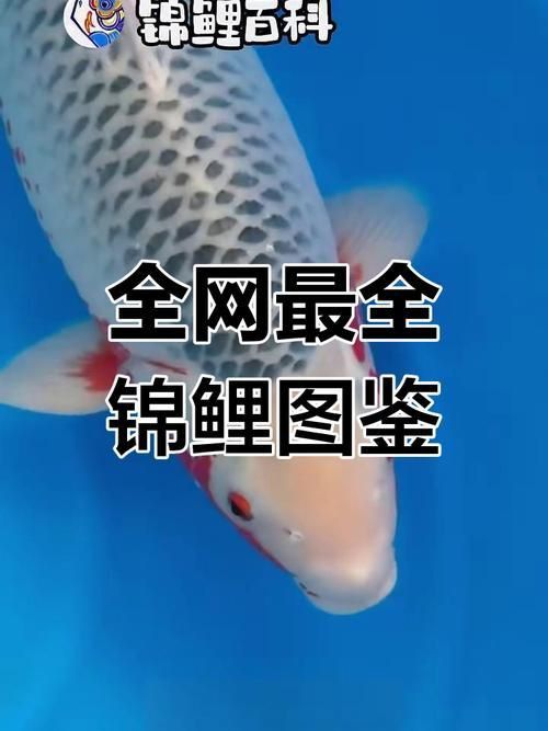 鯉魚品種大全及圖片