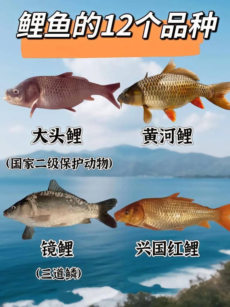 鯉魚品種大全及圖片