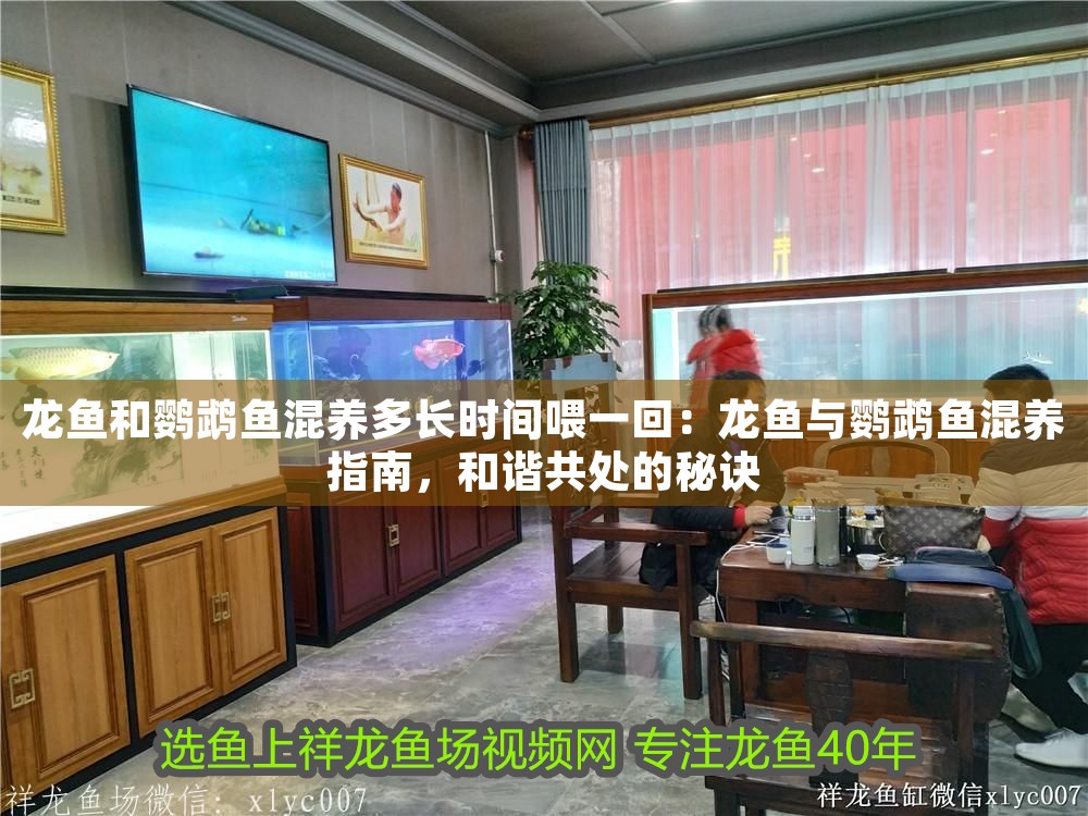 龍魚和鸚鵡魚混養多長時間喂一回：龍魚與鸚鵡魚混養指南，和諧共處的秘訣