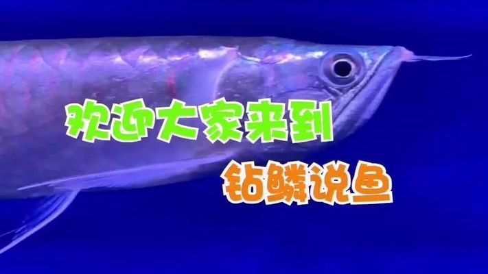 龍魚背上長白點治療龍魚白點病的方法主要包括以下幾點：龍魚背上長白點可能是由于白點病引起的 龍魚背上長白點治療龍魚白點病的方法主要包括以下幾點：龍魚背上長白點可能是由于白點病引起的 龍魚百科