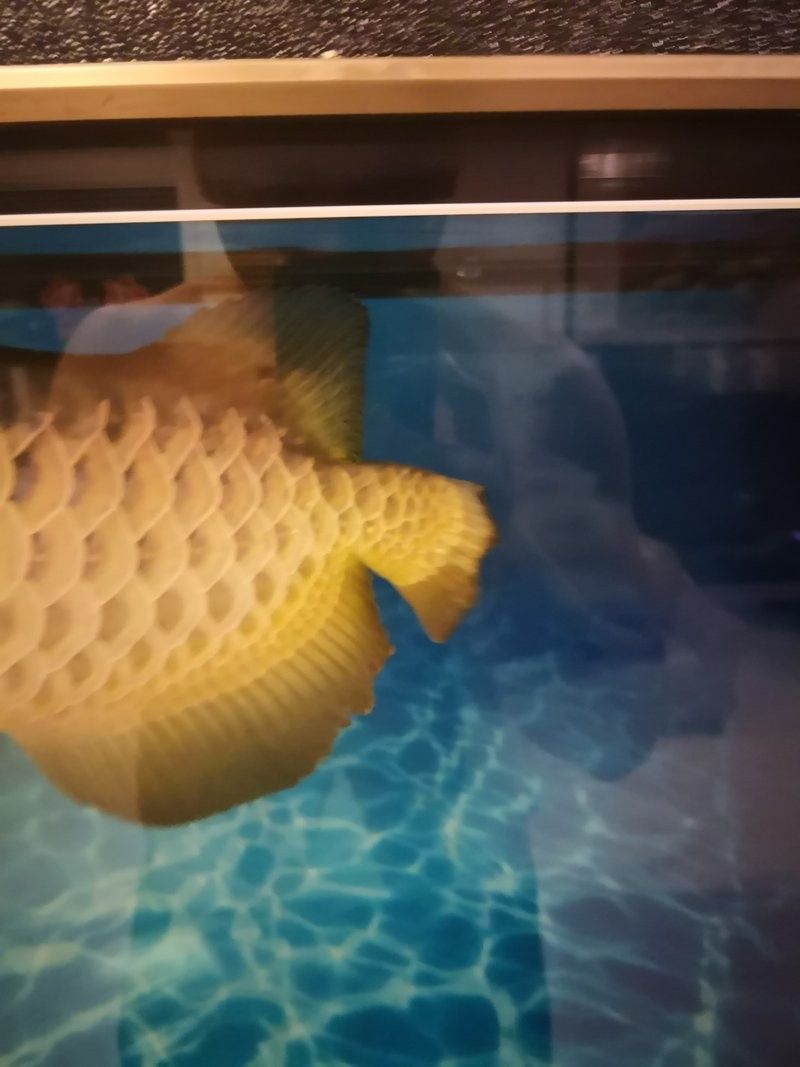龍魚燒尾后多久會自愈？