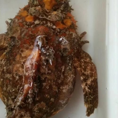 閩南叫虎魚的圖片 閩南叫虎魚的圖片 龍魚百科 第5張