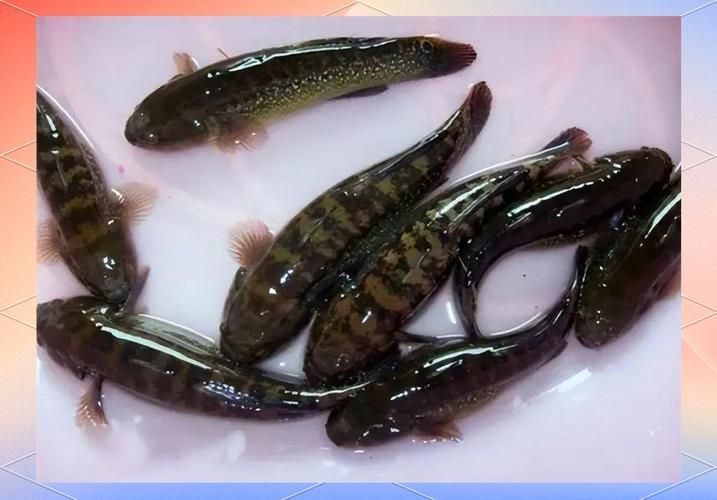 閩南叫虎魚的圖片 閩南叫虎魚的圖片 龍魚百科 第11張