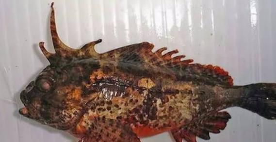 閩南叫虎魚的圖片 閩南叫虎魚的圖片 龍魚百科 第13張