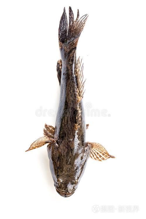 閩南叫虎魚的圖片 閩南叫虎魚的圖片 龍魚百科 第17張