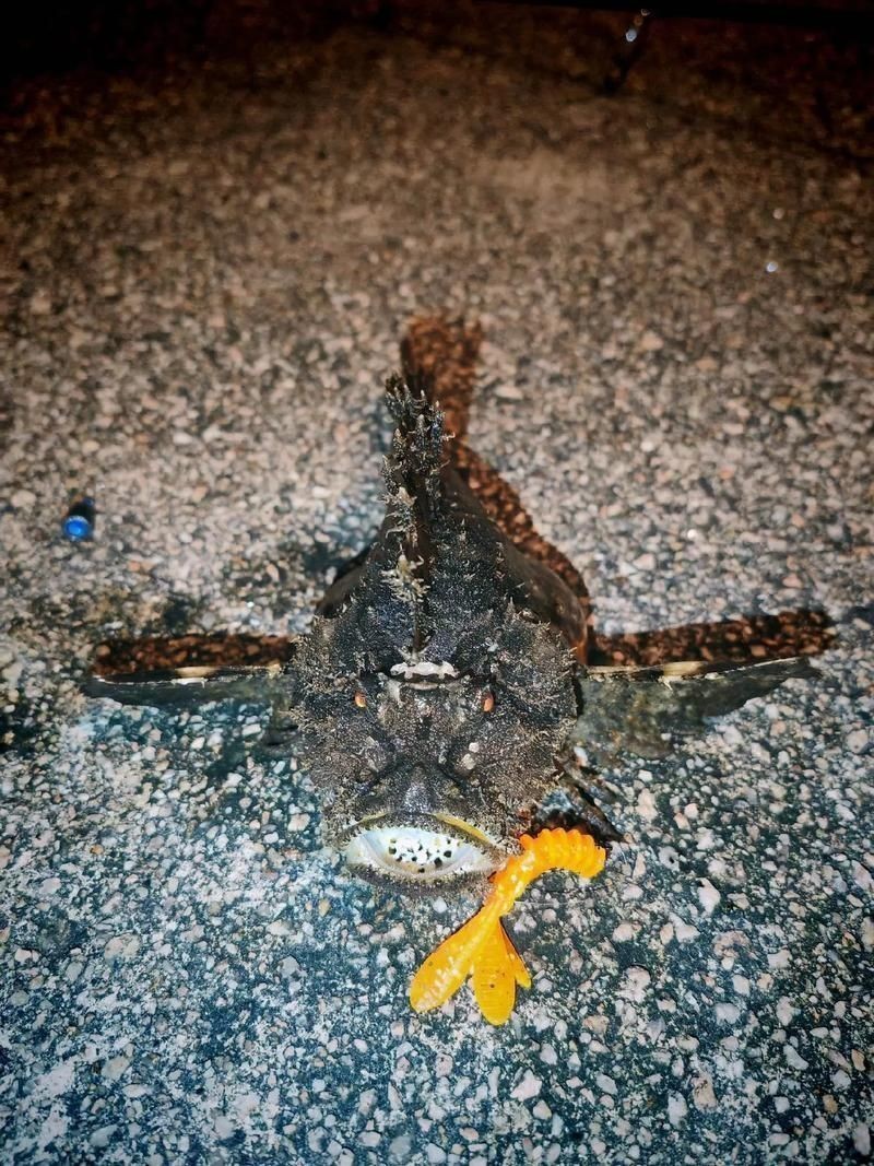 閩南叫虎魚的圖片 閩南叫虎魚的圖片 龍魚百科 第14張