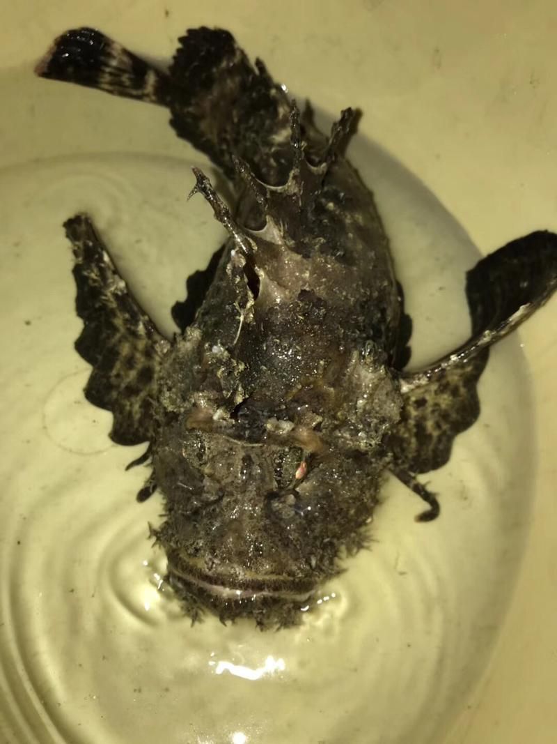 閩南叫虎魚的圖片 閩南叫虎魚的圖片 龍魚百科 第20張