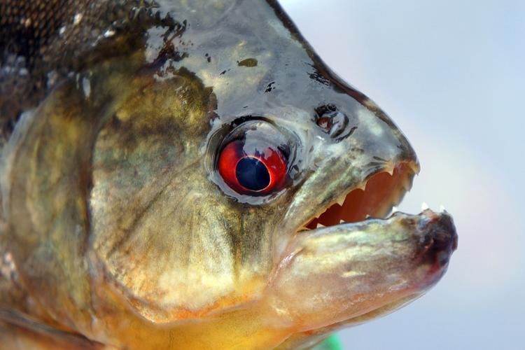 閩南叫虎魚的圖片 閩南叫虎魚的圖片 龍魚百科 第22張