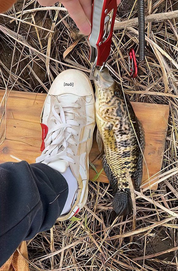 閩南叫虎魚的圖片 閩南叫虎魚的圖片 龍魚百科 第26張