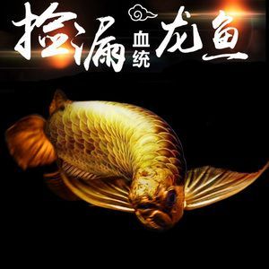 龍魚(yú)是不是風(fēng)水魚(yú)：龍魚(yú)在風(fēng)水中具有招財(cái)進(jìn)寶和鎮(zhèn)宅辟邪的作用是一種吉祥的風(fēng)水魚(yú)