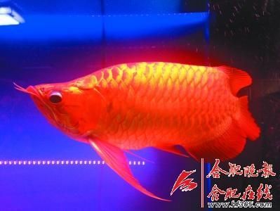 龍魚(yú)是不是風(fēng)水魚(yú)：龍魚(yú)在風(fēng)水中具有招財(cái)進(jìn)寶和鎮(zhèn)宅辟邪的作用是一種吉祥的風(fēng)水魚(yú)