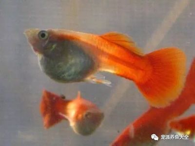 龍魚和金魚哪個好養：龍魚和金魚哪個好養，需要注意什么