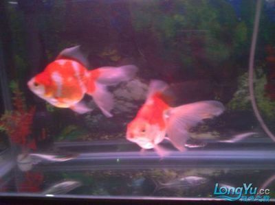龍魚和金魚哪個好養：龍魚和金魚哪個好養，需要注意什么