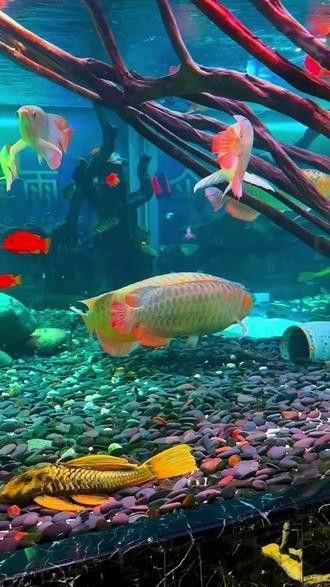 紅龍魚與金龍魚的區(qū)別圖片視頻 紅龍魚與金龍魚的區(qū)別圖片視頻 龍魚百科 第25張