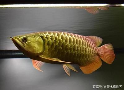 金龍魚發(fā)色用什么燈照好看：金龍魚發(fā)色用什么燈照好看金龍魚發(fā)色燈光選擇建議