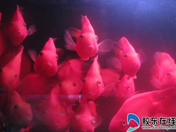 紅金龍魚象征著什么寓意（紅金龍魚寓意的起源不同文化中紅金龍魚的寓意和價值） 紅金龍魚象征著什么寓意（紅金龍魚寓意的起源不同文化中紅金龍魚的寓意和價值） 龍魚百科 第2張