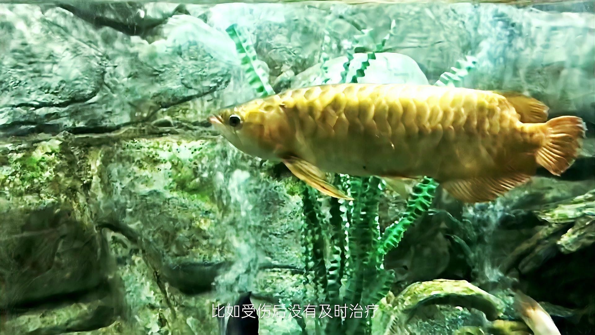 龍魚內臟受傷后應該如何隔離？
