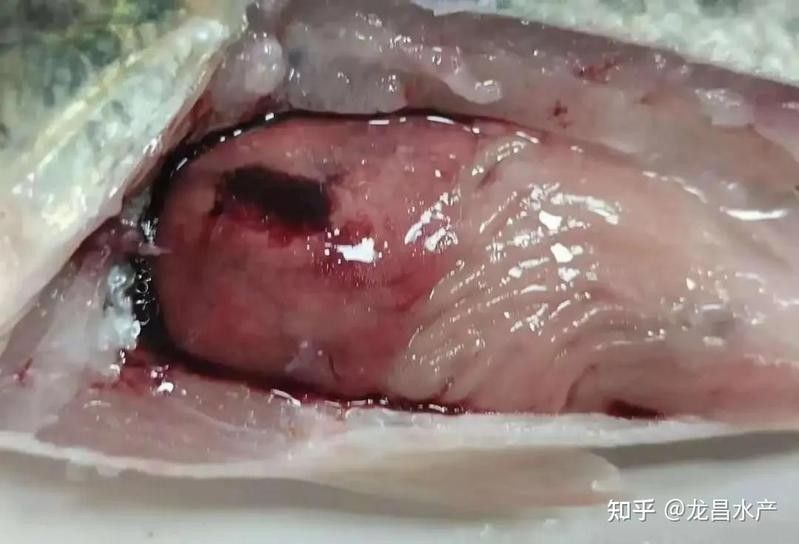 龍魚內臟受傷后應該如何隔離？