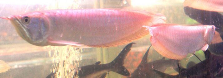銀龍魚喂食時沉缸底游（銀龍魚在喂食時沉缸底游可能由哪些因素引起？）