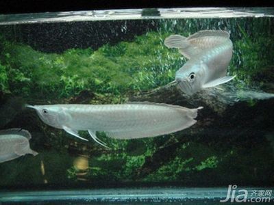 銀龍魚喂食時沉缸底游（銀龍魚在喂食時沉缸底游可能由哪些因素引起？）