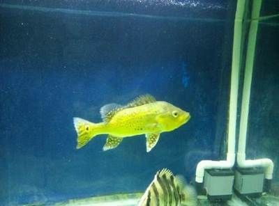 銀版魚(yú)幼魚(yú)飼料營(yíng)養(yǎng)成分表：銀版魚(yú)幼魚(yú)的營(yíng)養(yǎng)成分和飼料選擇