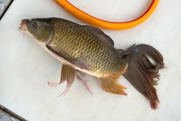 蝴蝶鯉 龍魚