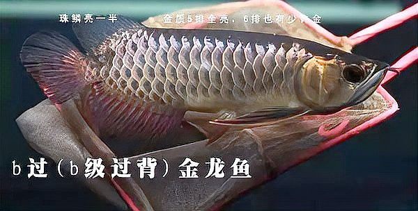 李亞四金龍有哪些品種？ 李亞四金龍有哪些品種？ 龍魚百科 第6張
