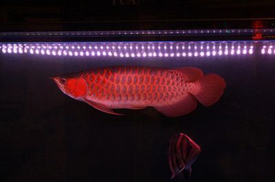 龍魚好養(yǎng)么：關(guān)于龍魚飼養(yǎng)的一些關(guān)鍵因素