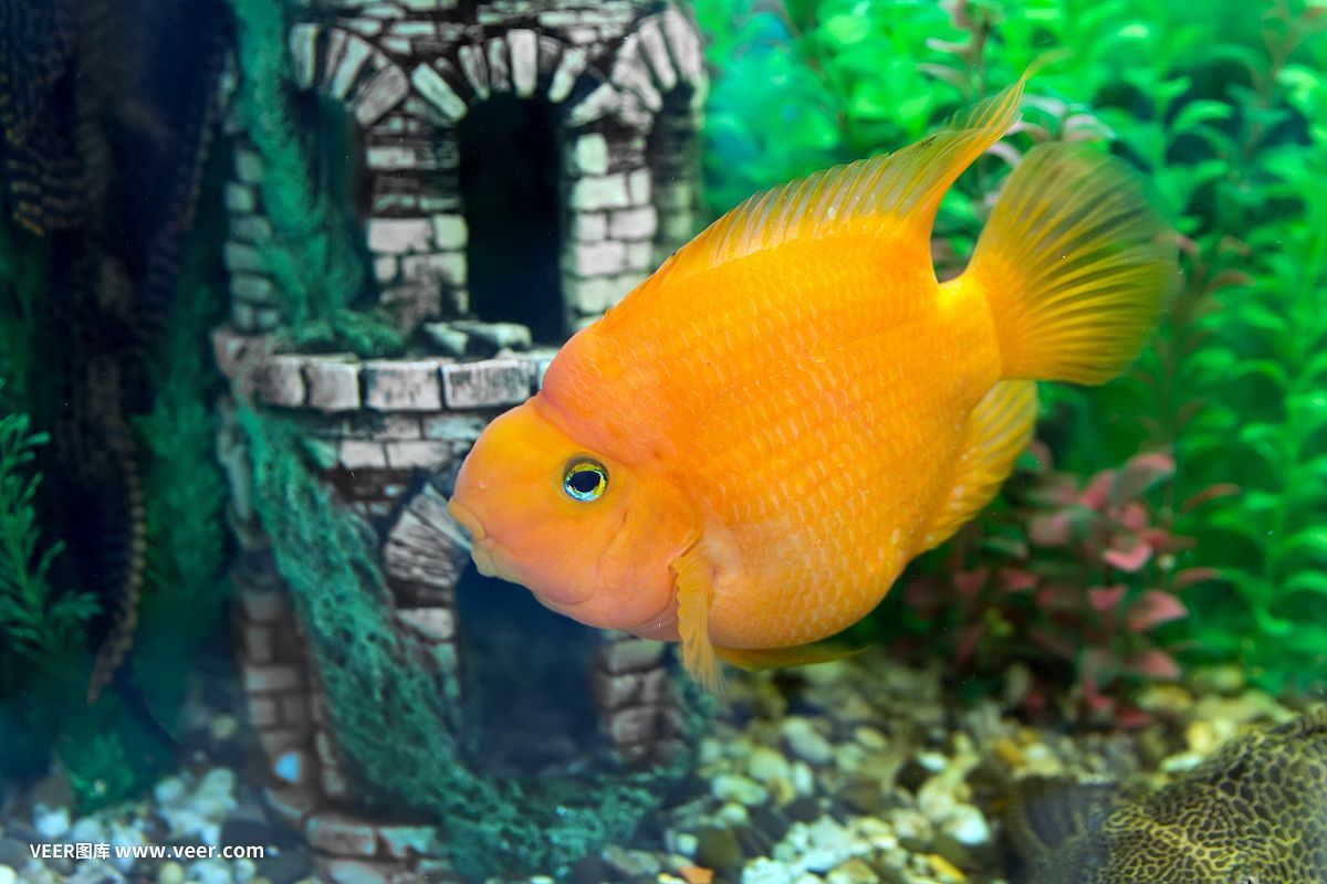 鸚鵡魚會咬金龍魚嗎