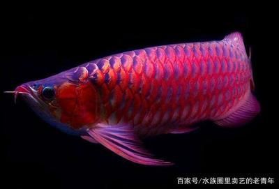龍魚鰭上長白疙瘩（龍魚鰭上長白疙瘩可能由多種原因引起，可能由多種原因引起）