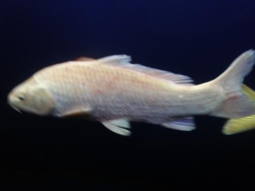 龍魚鰭上長白疙瘩（龍魚鰭上長白疙瘩可能由多種原因引起，可能由多種原因引起）