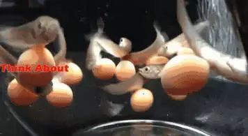龍魚產卵過程詳解：生物世界中奇妙的繁殖機制龍魚產卵過程詳解龍魚產卵過程 龍魚產卵過程詳解：生物世界中奇妙的繁殖機制龍魚產卵過程詳解龍魚產卵過程 龍魚百科 第3張