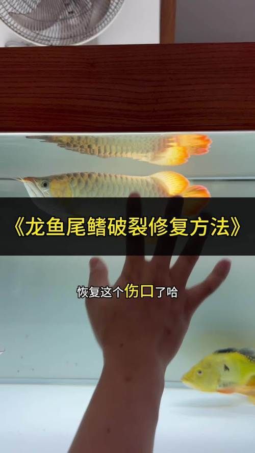 龍魚爛鰭圖片 龍魚百科 第2張 龍魚爛鰭圖片 龍魚爛鰭圖片 龍魚百科 第2張