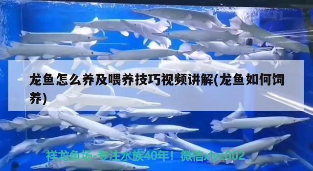 龍魚如何飼養和喂養小魚：如何有效飼養和喂養龍魚