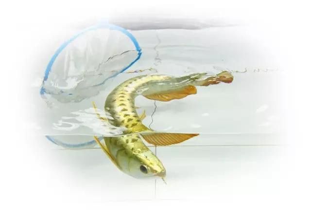 金龍魚英文名怎么讀