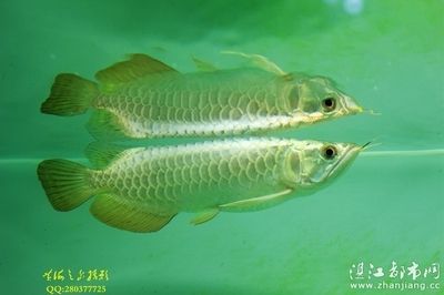 金龍魚(yú)芯片在哪里：金龍魚(yú)芯片位置及其相關(guān)信息