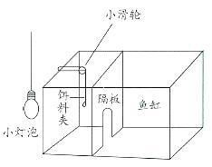 金龍魚(yú)如何建立條件反射？