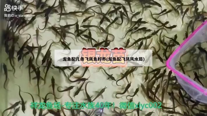 龍魚配幾條飛鳳魚和虎魚：龍魚配幾條飛鳳魚和虎魚的配比可以根據(jù)個(gè)人喜好和養(yǎng)殖條件調(diào)整