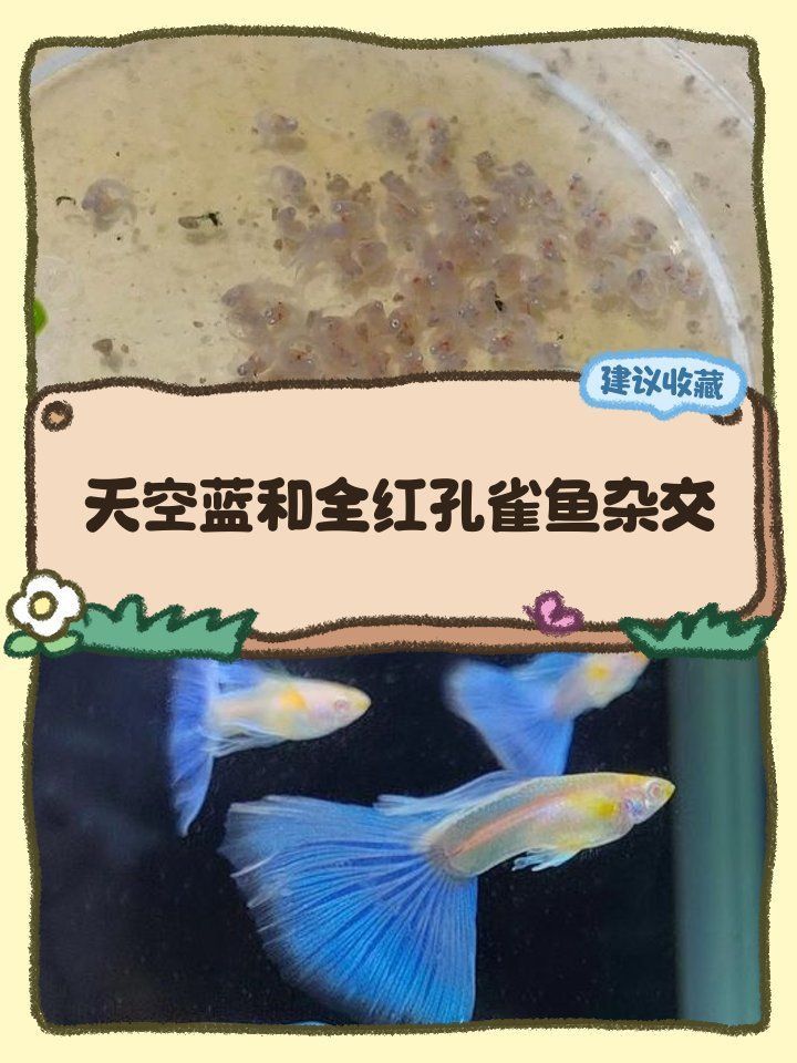 孔雀魚雜交最佳配色表