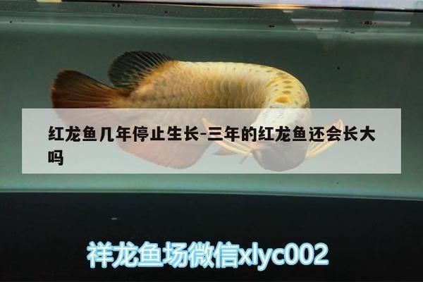 紅龍魚長幾年就不長了怎么回事：紅龍魚停止生長是一個復雜的問題