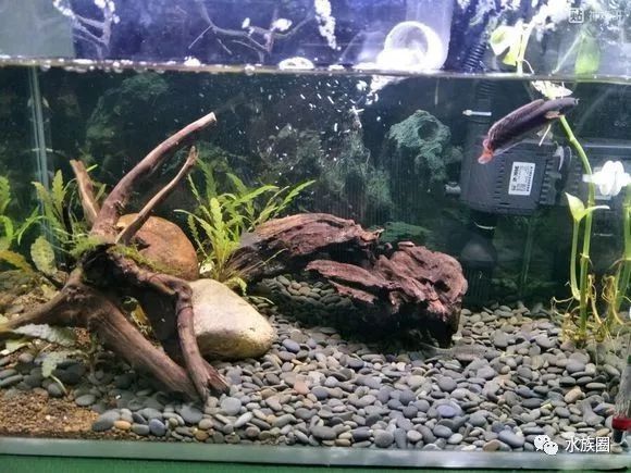 雷龍魚缸造景 大型