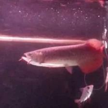 龍魚多大可以吃林蛙：成年后的龍魚可以吃林蛙嗎？ 龍魚多大可以吃林蛙：成年后的龍魚可以吃林蛙嗎？ 龍魚百科 第2張
