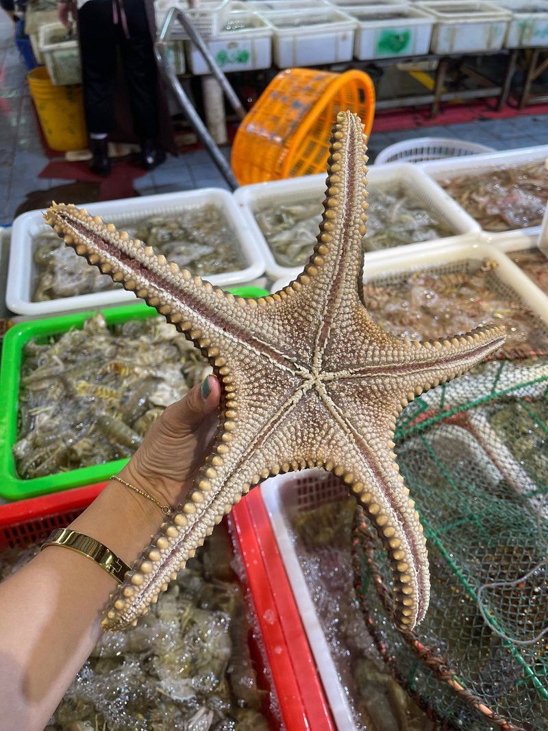 東莞龍魚市場營業時間電話號碼 東莞龍魚市場營業時間電話號碼 龍魚百科 第3張
