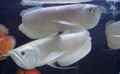 龍魚狀態(tài)不好沒食欲怎么調(diào)：龍魚狀態(tài)不佳且沒有食欲怎么辦