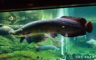 雷龍魚吃什么食物增色，雷龍魚在增色期間，可以喂食富含天然色素和營養的食物